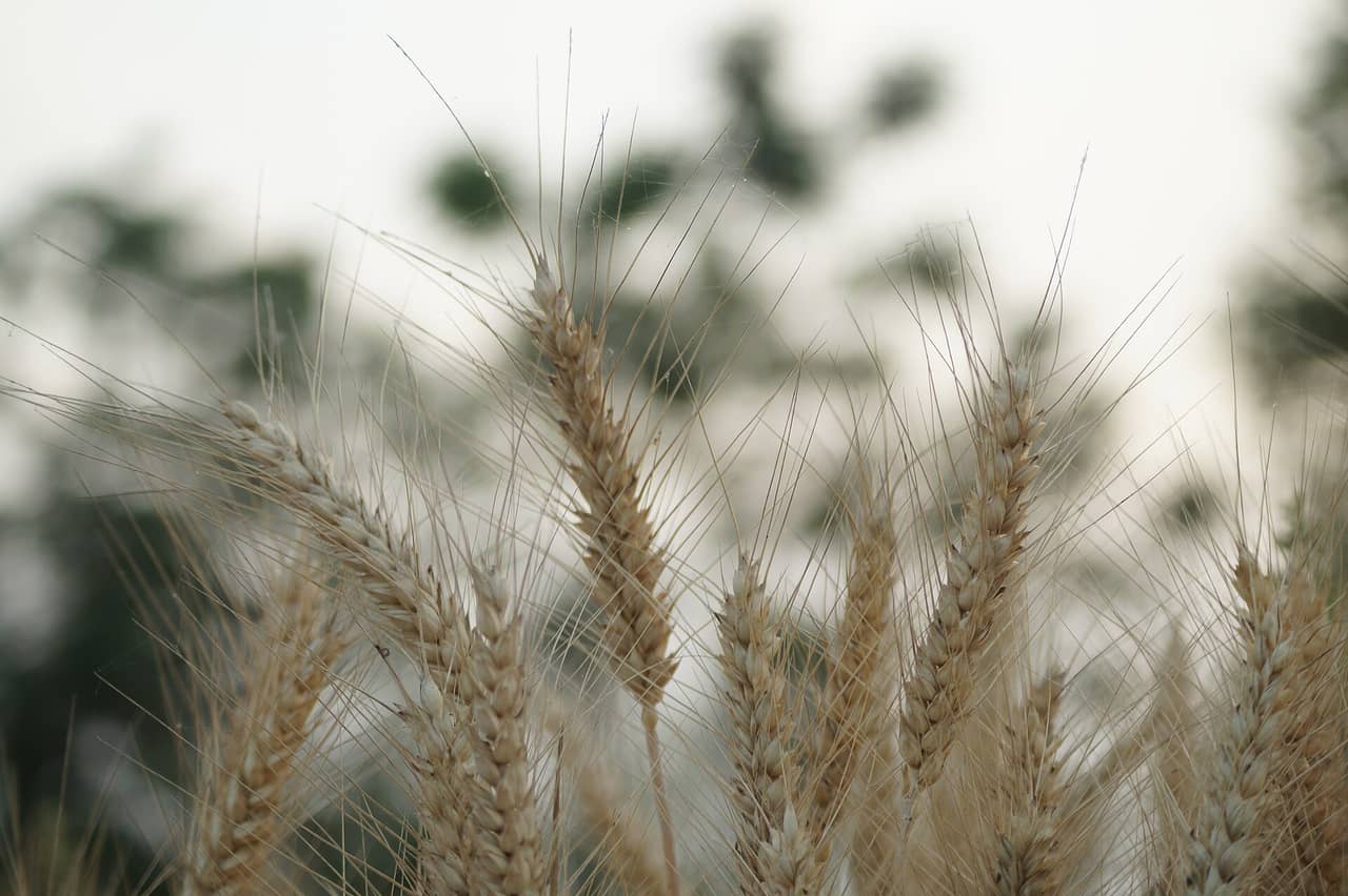 Rabi MSP Hike: Safflower Gains 10.3%, Wheat Only 1%
