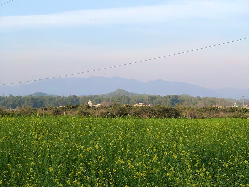 A mustard field near Chandigarh. Rapeseed and mustard got a 6.7% MSP rise to ₹6,613 per quintal. Photo: UnpetitproleX / Wikimedia Commons (CC BY-SA 4.0)